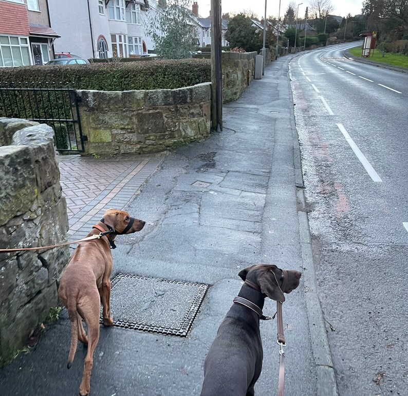 May include: Two dogs on leashes walking down a sidewalk. The dog on the left is a brown Rhodesian Ridgeback and the dog on the right is a black and brown German Shorthaired Pointer.