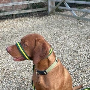 May include: A brown dog wearing a green and yellow striped muzzle and a green and yellow striped leash.