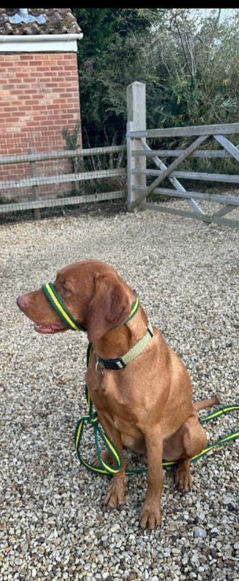 May include: A brown dog wearing a green and yellow striped muzzle and a green and yellow striped leash.