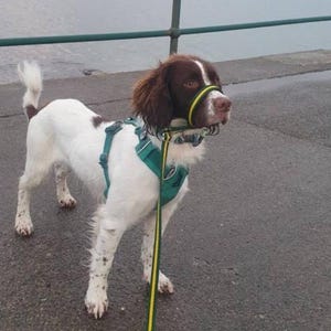 May include: A white and brown dog wearing a green and yellow harness and a yellow muzzle. The dog is on a leash and is looking to the right.