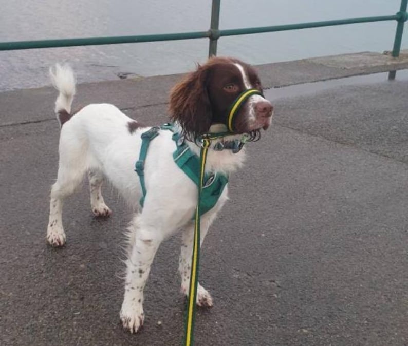 May include: A white and brown dog wearing a green and yellow harness and a yellow muzzle. The dog is on a leash and is looking to the right.