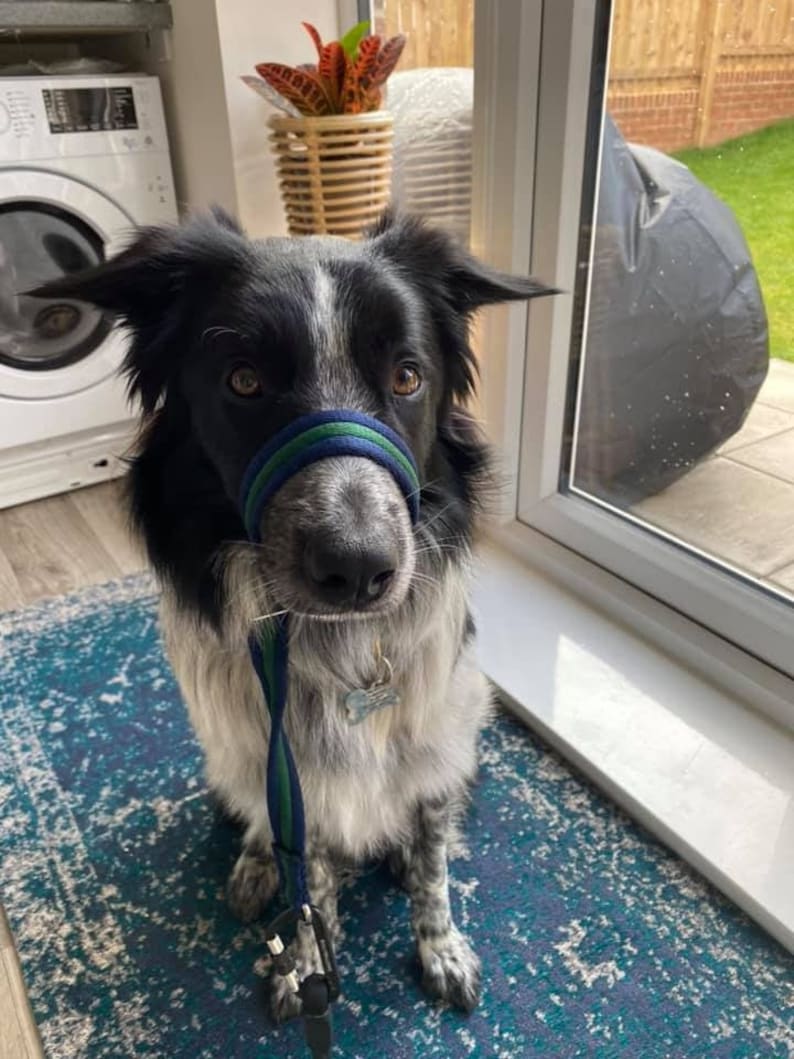 May include: A black and white border collie dog wearing a blue and green muzzle and a leash. The dog is sitting on a blue and green rug in front of a window.