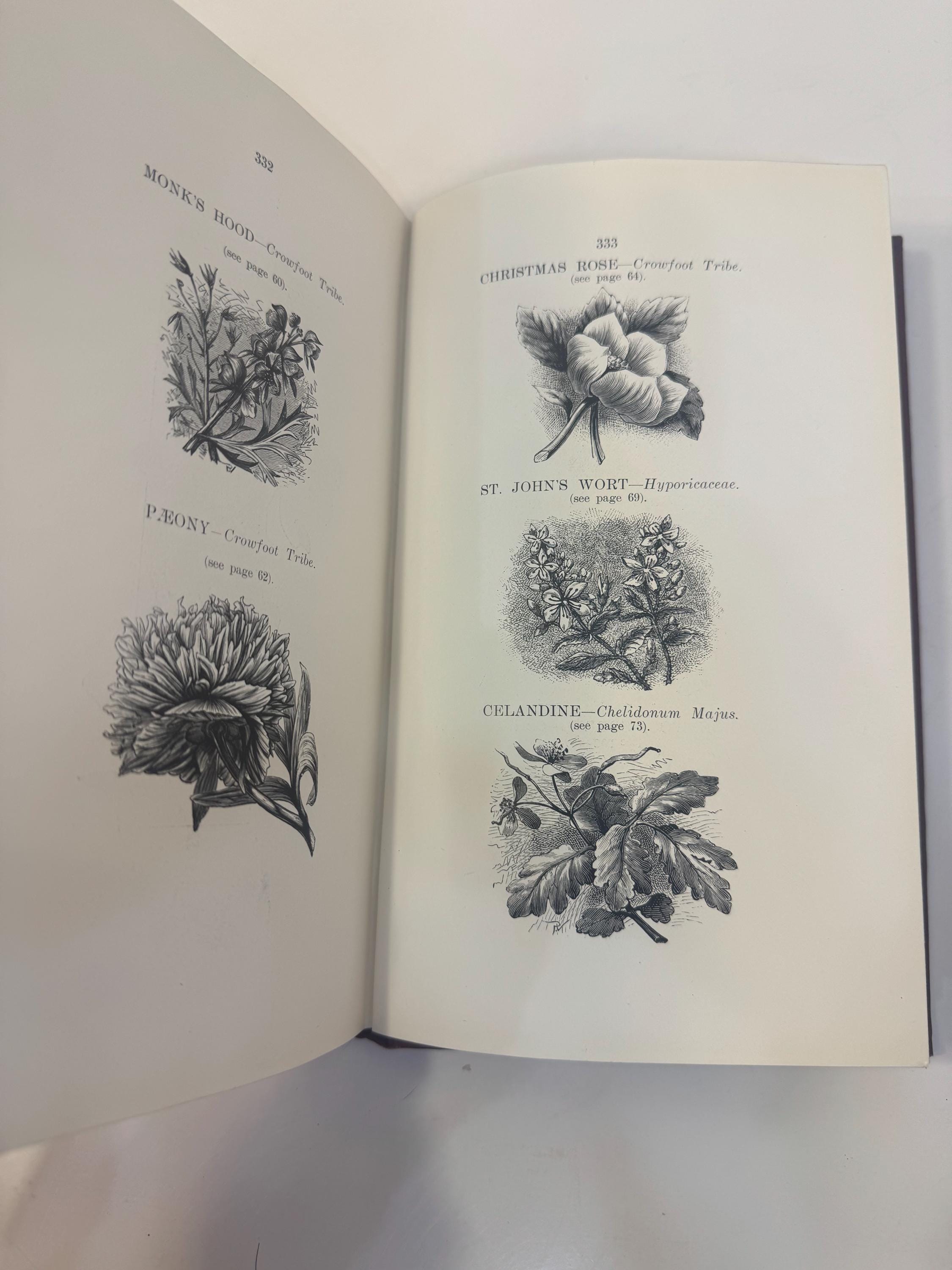 Psychology of Botany: A Treatise on Trees, Shrubs, and Plants, Etc., for the Cure of Diseases and Ailments of the Human System (Without Medicine), by Sympathy (Positive and Negative) on the Soul Plane — photograph 7.