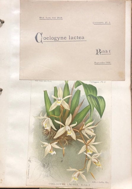 Dictionnaire Iconographique des Orchidées. Translated from French: Iconographic Dictionary of Orchids — photograph 7.