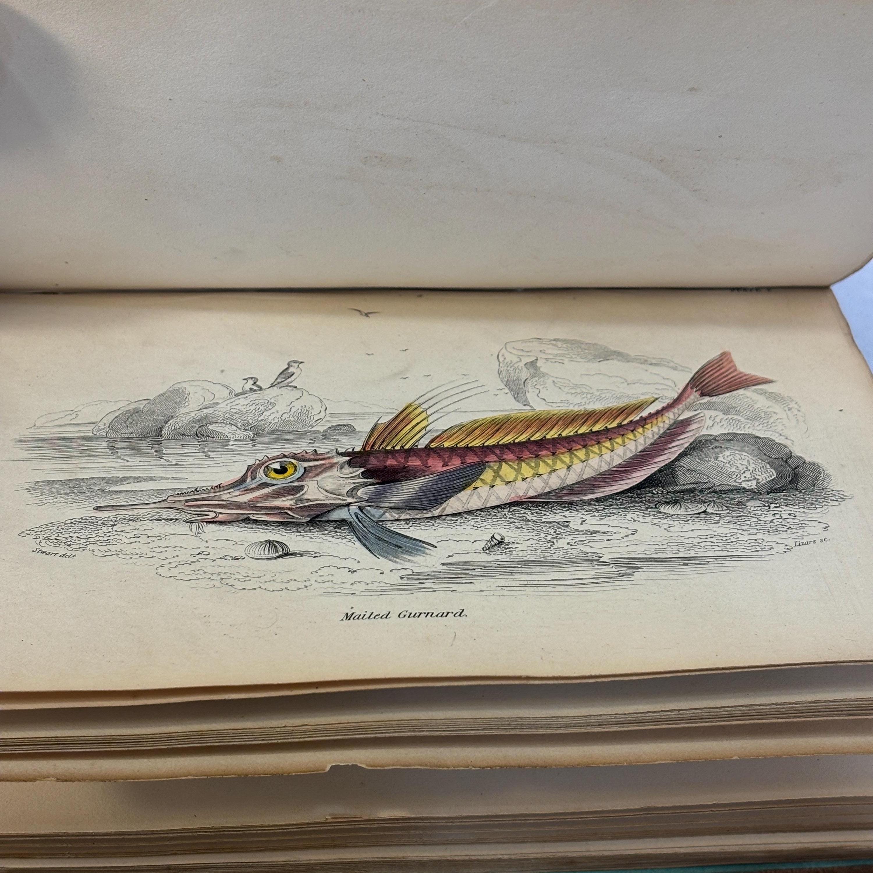 The Natural History of British Fishes Vol. I Illustrated by Thirty-Six Colored Plates, With Portrait and Memoir of Rondelet.The Naturalist's Library. Ichthyology Vol.IV. British Fishes Vol. I — photograph 8.