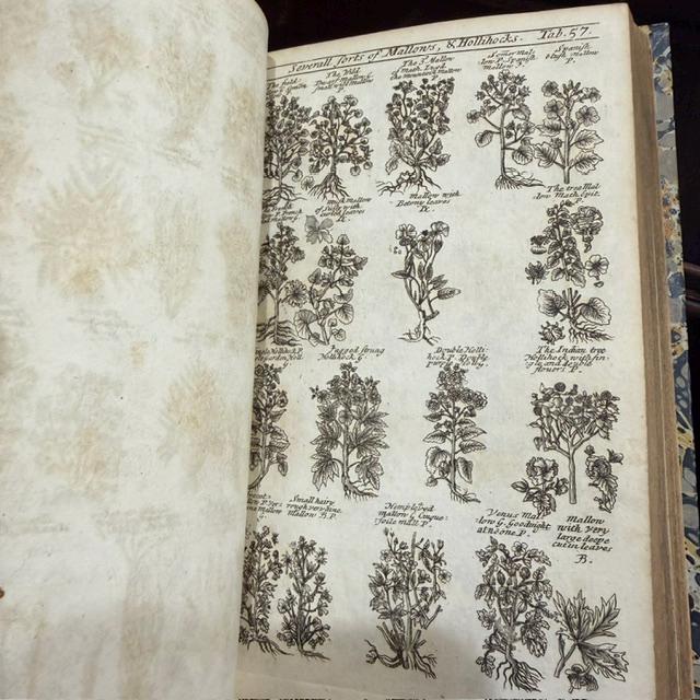 A Complete Herbal, Containing the Prints and The English Names of Several Thousand Trees, Plants, Shrubs, Flowers, exotics, etc. Many of Which are not to be found in the Herbals of either Gerard, Johnson, of Parkinson. Curiosly Engraved on 176 Copper-Plates. A New Edition. — photograph 7.