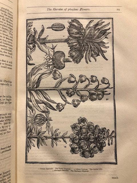 Paradisi In Sole Paradisus Terrestris Faithfully Reprinted from the Edition of 1629 — photograph 7.