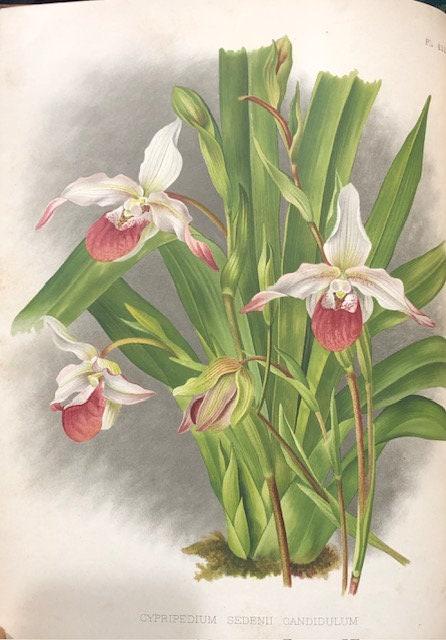The Orchid Album, Comprising Coloured Figures and Descriptions of New, Rare, and Beautiful Orchidaceous Plants — photograph 7.
