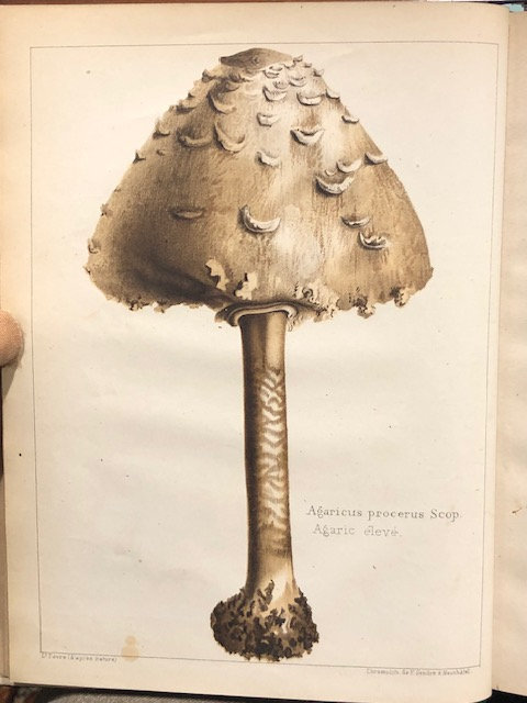 Les Champignons Comestibles et les Espèces Vénéuses avec lesquelles ils pourraient ètre confondus. TRANSLATION: Edible Mushrooms and Poisonous Species with which they could be confused. — photograph 5.