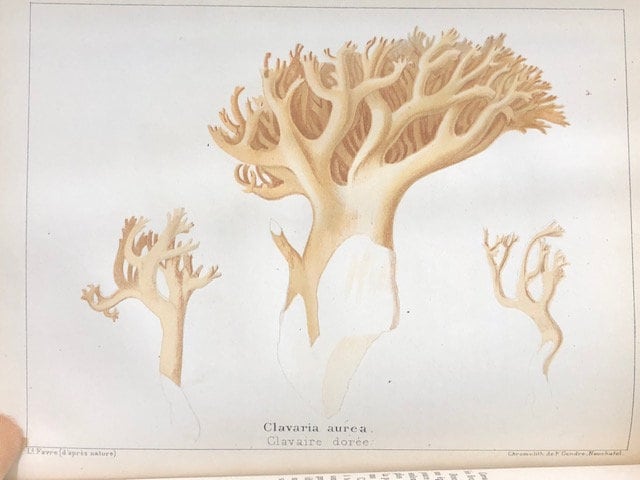 Les Champignons Comestibles et les Espèces Vénéuses avec lesquelles ils pourraient ètre confondus. TRANSLATION: Edible Mushrooms and Poisonous Species with which they could be confused. — photograph 8.