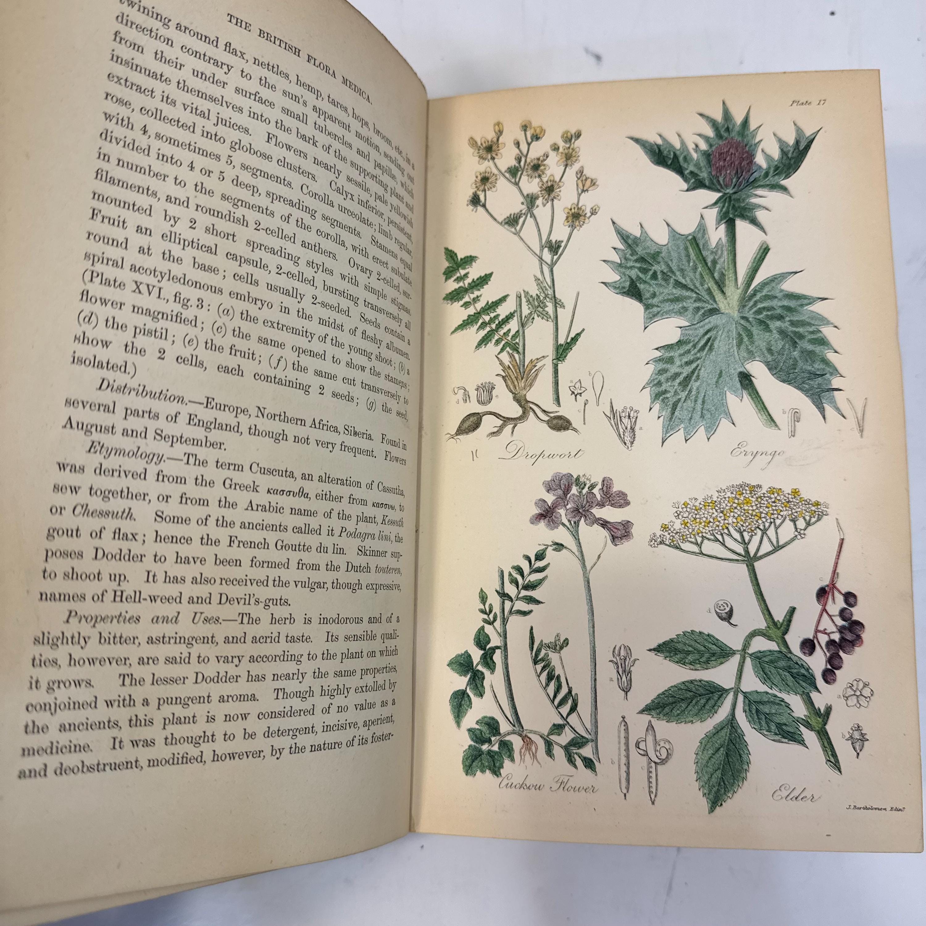 The British Flora Medica: A History of the Medicinal Plants of Great Britain. A New Edition, Revisd, Condensed, and Partly Re-Written… Illsutrated by a Colored Figure of Each Plat. — photograph 10.