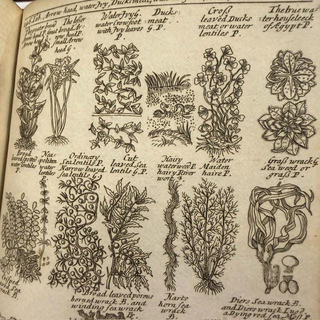 A Complete Herbal, Containing the Prints and The English Names of Several Thousand Trees, Plants, Shrubs, Flowers, exotics, etc. Many of Which are not to be found in the Herbals of either Gerard, Johnson, of Parkinson. Curiosly Engraved on 176 Copper-Plates. A New Edition. — photograph 9.