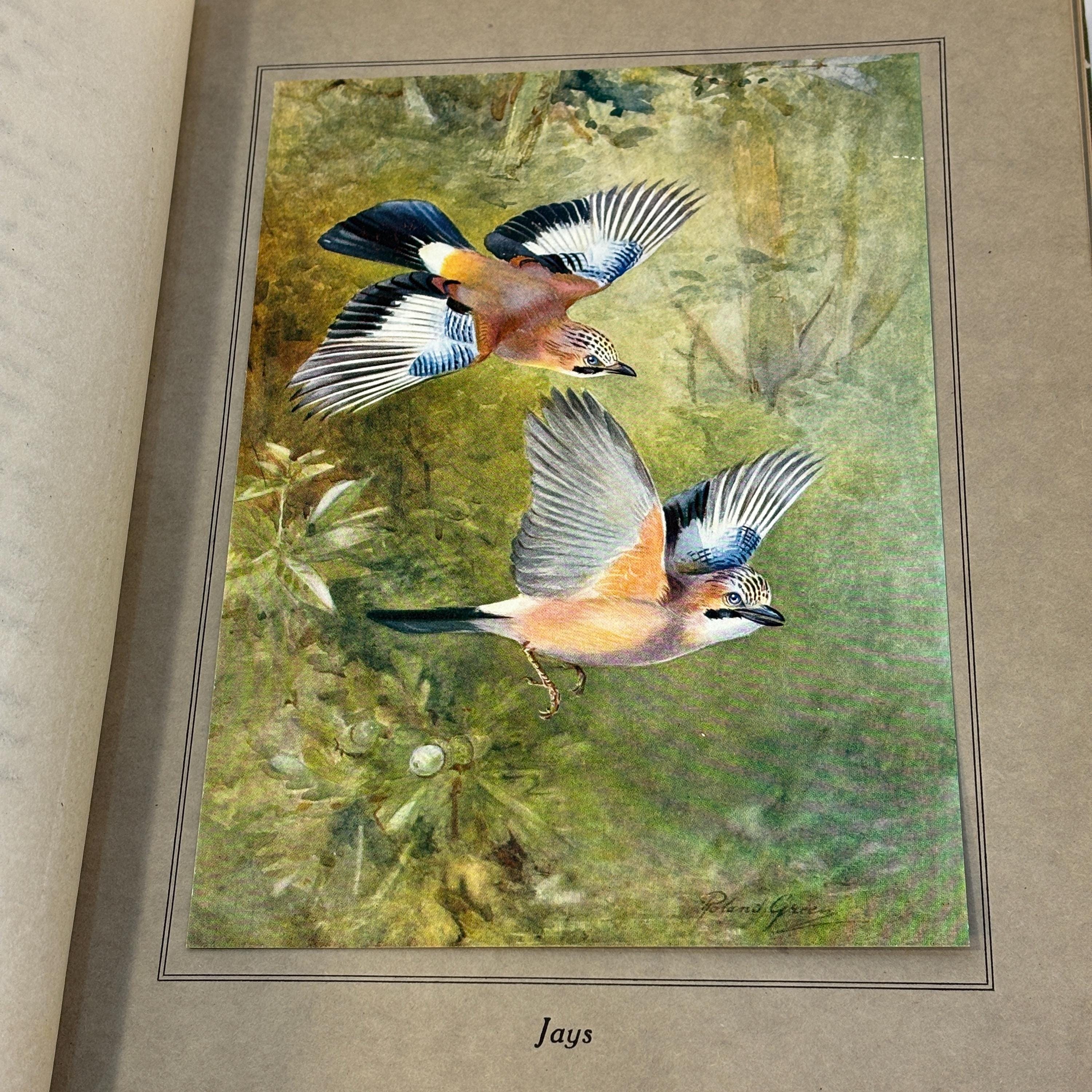 Birds In Flight. Illustrated by Roland Green — photograph 4.