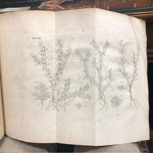 Essay Towards a Natural History of the Corallines, and Other Marine Productions of the like Kind Commonly found on the Coasts of Great Britain and Ireland. To which is added the Description of a large Marine Polype taken near the North Pole, by the Whale-fishers, in the Summer 1753. — photograph 10.