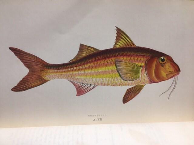 A History of The Fishes of The British Islands (4 vol) — photograph 7.
