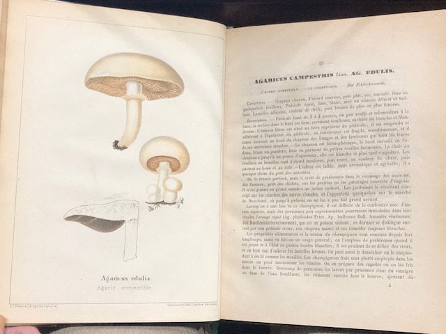Les Champignons Comestibles et les Espèces Vénéuses avec lesquelles ils pourraient ètre confondus. TRANSLATION: Edible Mushrooms and Poisonous Species with which they could be confused. — photograph 7.
