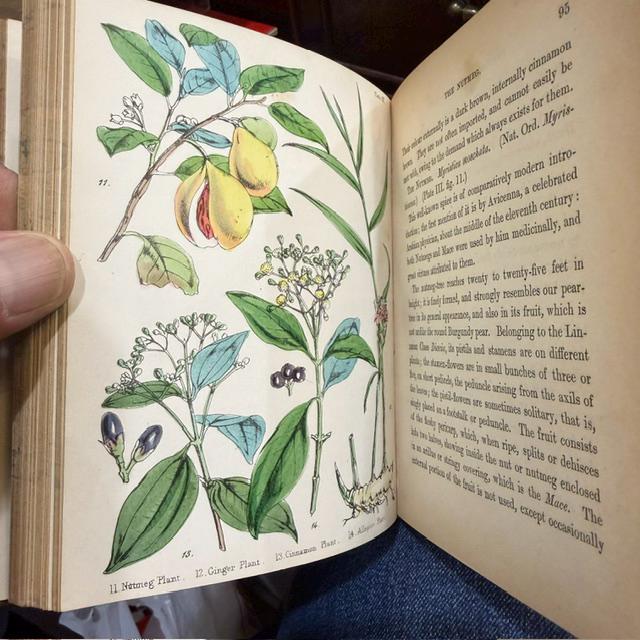 Profitable Plants; A Description of The Principal Articles of Vegetable Origin Used for Food, Clothing, Tanning, Dyeing, Building, Medicine, Perfumery, Etc. With Twenty Pages of Coloured Plates. — photograph 10.
