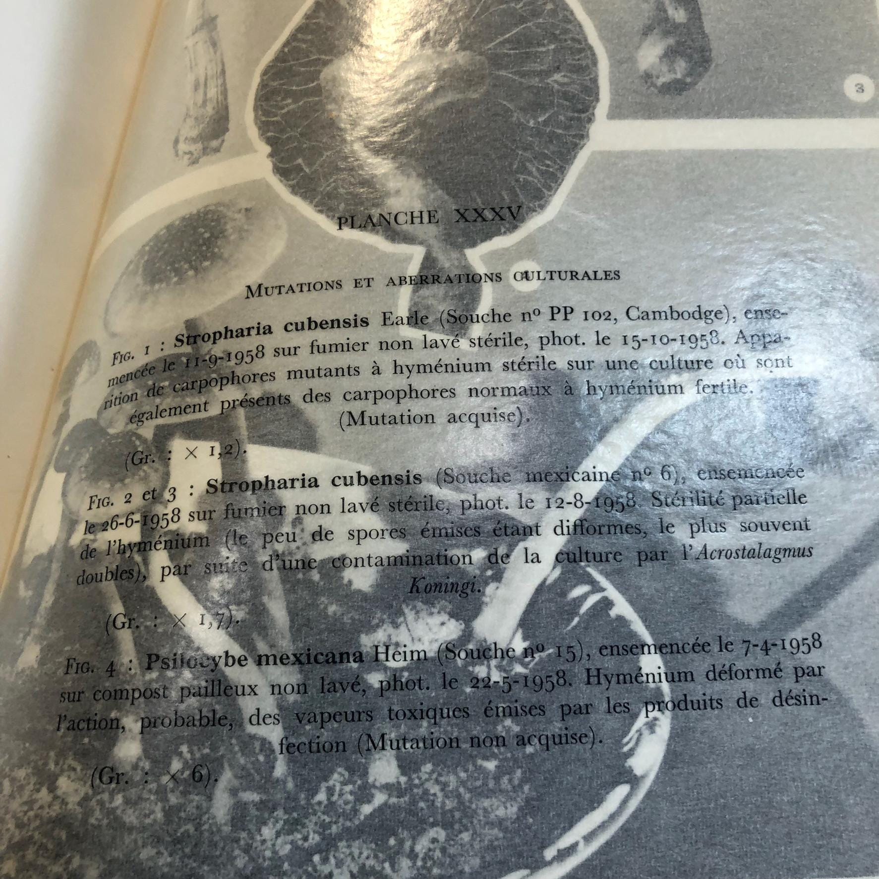 Les Champignons Hallucinogenes Du Mexique (Trans French: Hallucinogenic Mushrooms from Mexico) — photograph 9.