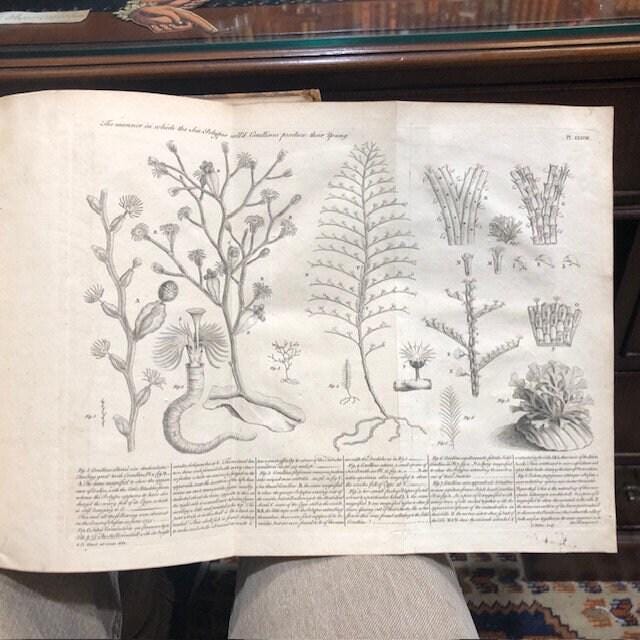 Essay Towards a Natural History of the Corallines, and Other Marine Productions of the like Kind Commonly found on the Coasts of Great Britain and Ireland. To which is added the Description of a large Marine Polype taken near the North Pole, by the Whale-fishers, in the Summer 1753. — photograph 4.