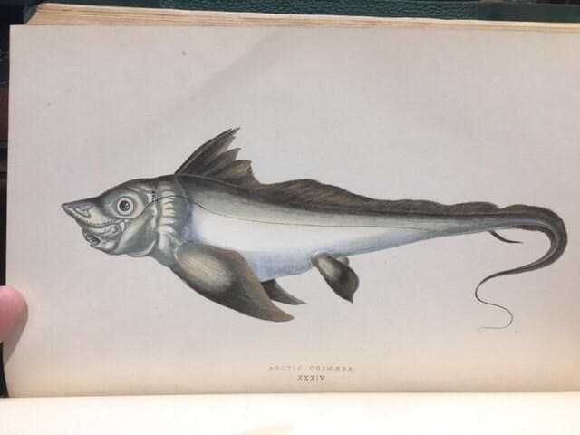 A History of The Fishes of The British Islands (4 vol) — photograph 6.