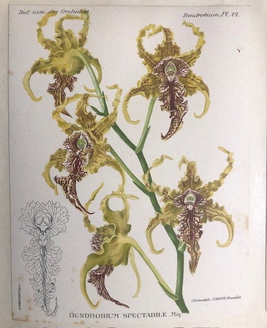 Dictionnaire Iconographique des Orchidées. Translated from French: Iconographic Dictionary of Orchids — photograph 6.