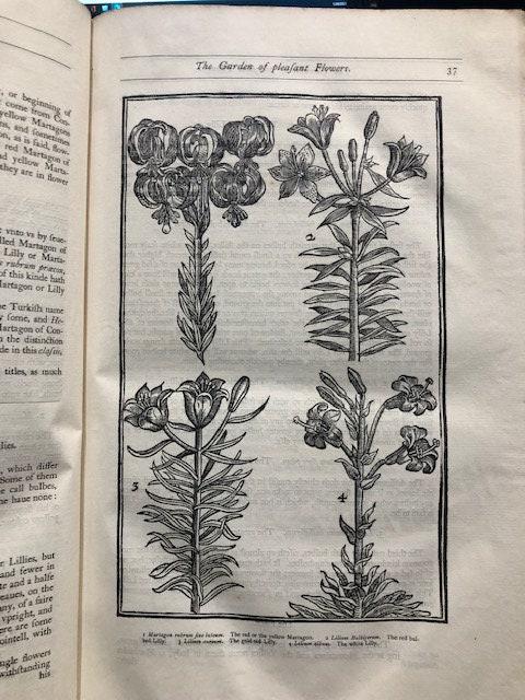 Paradisi In Sole Paradisus Terrestris Faithfully Reprinted from the Edition of 1629 — photograph 9.