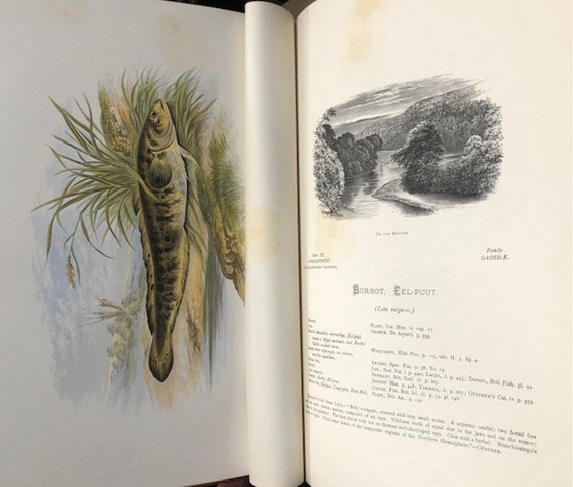 British Fresh-Water Fishes. Illustrated with a Colored Figure of Each Species Drawn From Nature by A.F. Lydon and Numerous Engravings — photograph 7.