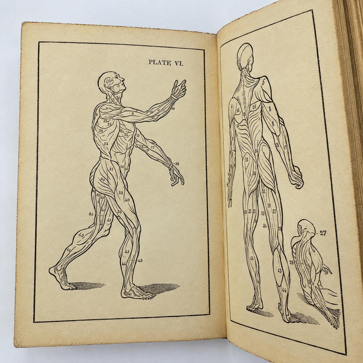 Complete Domestic Medicine; Or, A Treatise on the Prevention and Cure of Diseases, by Regimen and Simple Medicine. With Additions and Improvements Containing Treatises on Those Diseases Omitted by the Author, and on the New Discoveries in Medicine and Surgery; Also, Dr. Cullen's Characteristic Symptons of Diseases. To Which is Added The Compendium of Anatomy with Twelve Illustrations. — photograph 10.