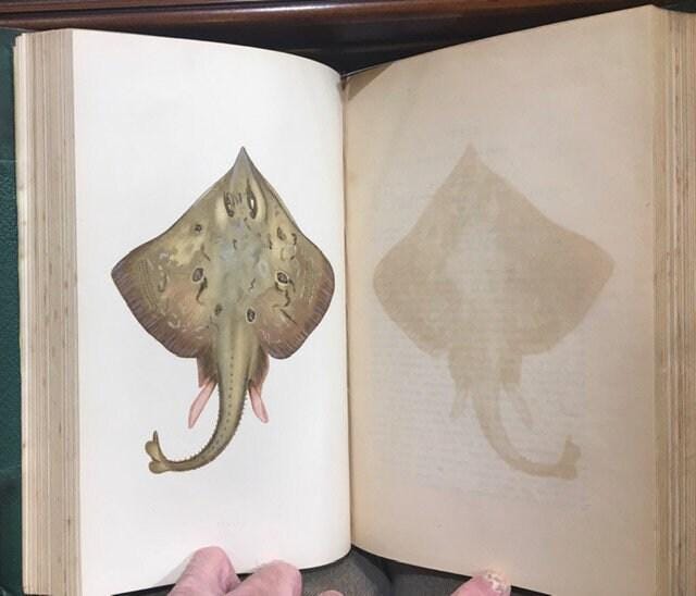 A History of The Fishes of The British Islands (4 vol) — photograph 4.