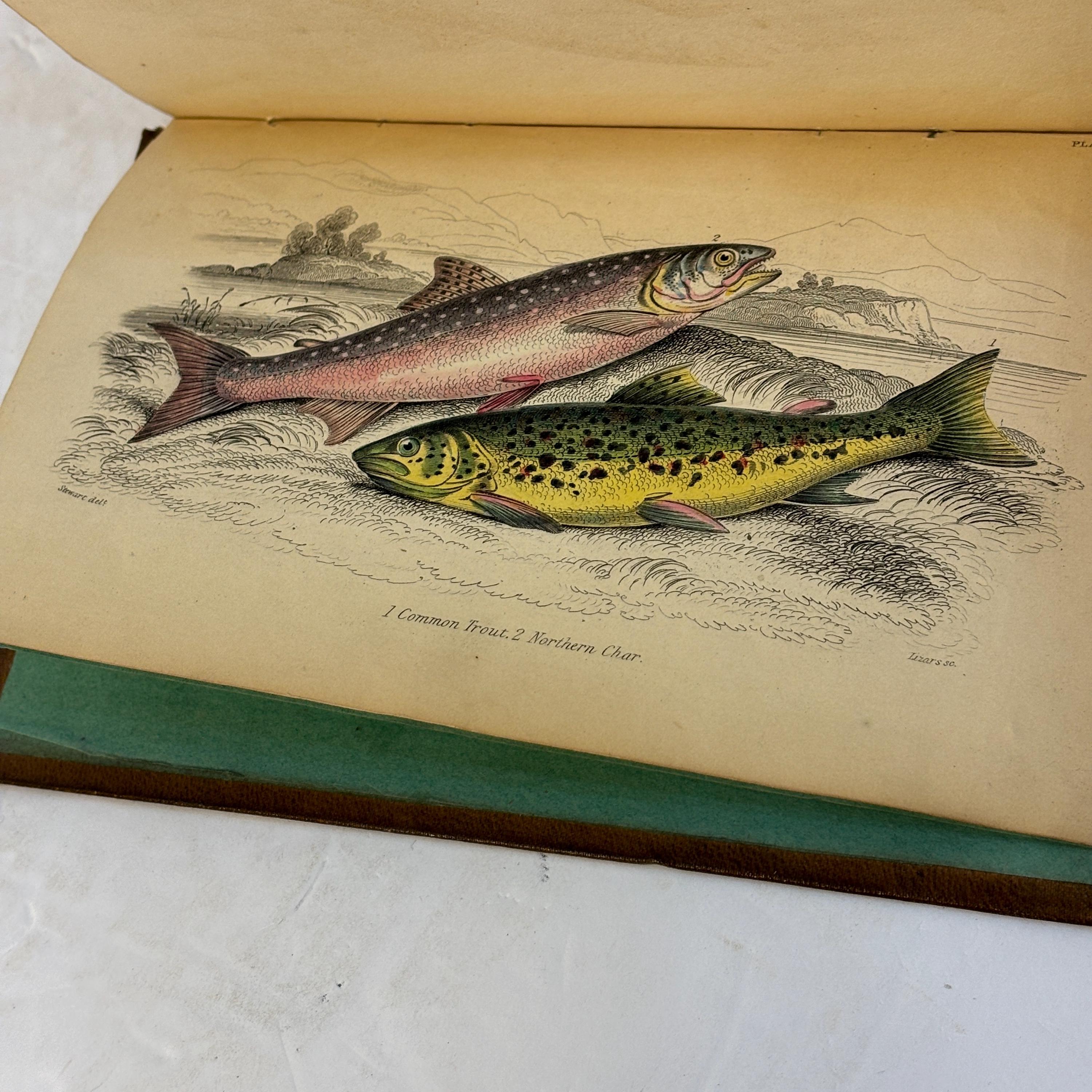 The Natural History of British Fishes Vol. I Illustrated by Thirty-Six Colored Plates, With Portrait and Memoir of Rondelet.The Naturalist's Library. Ichthyology Vol.IV. British Fishes Vol. I — photograph 5.