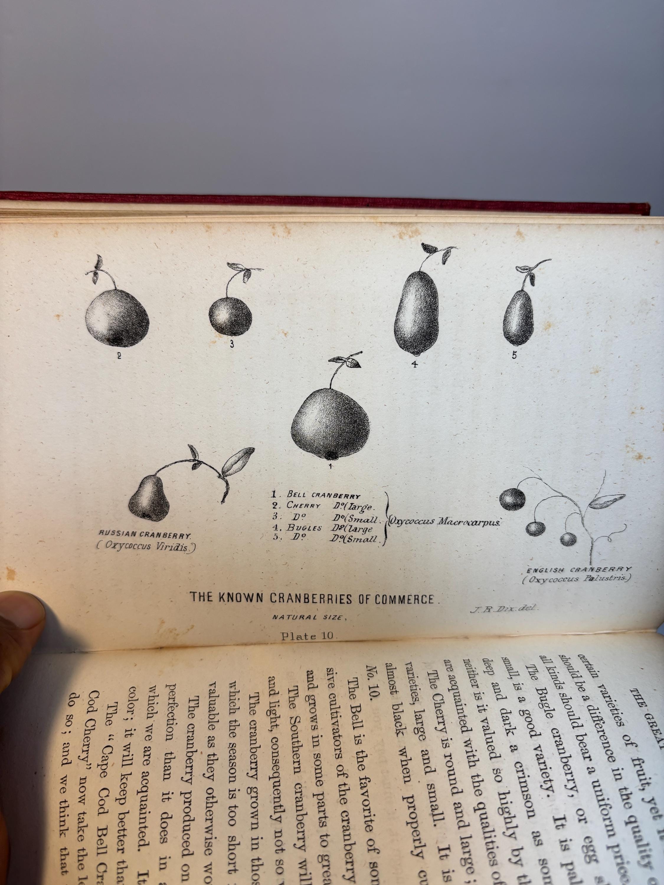 A Complete Manual for The Cultivation of The Cranberry, With a Description of The Best Varieties. First Edition. — photograph 10.