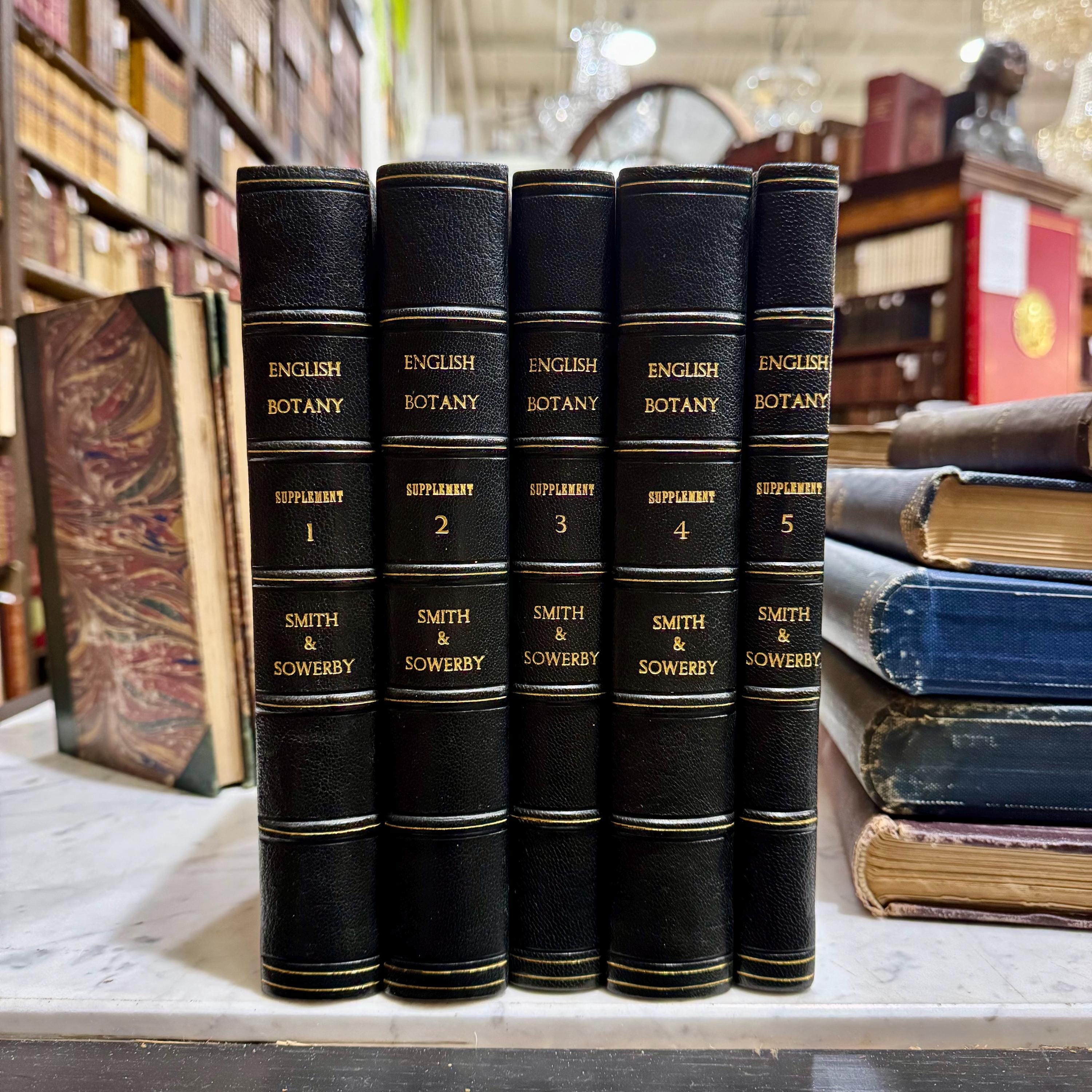 English Botany: Coloured Figures of British Plants by James Sowerby, 1831 First Edition — photograph 5.