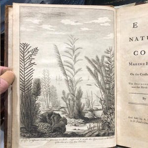 1755. Corallines. Essay Towards a Natural History of the Corallines, and Other Marine Productions of the like Kind... 88 engravings.