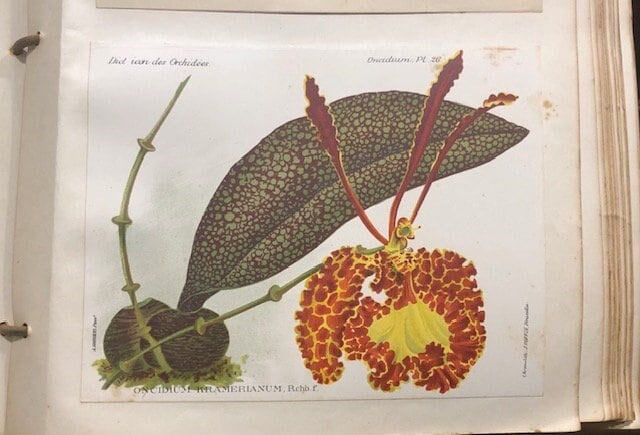 Dictionnaire Iconographique des Orchidées. Translated from French: Iconographic Dictionary of Orchids — photograph 2.