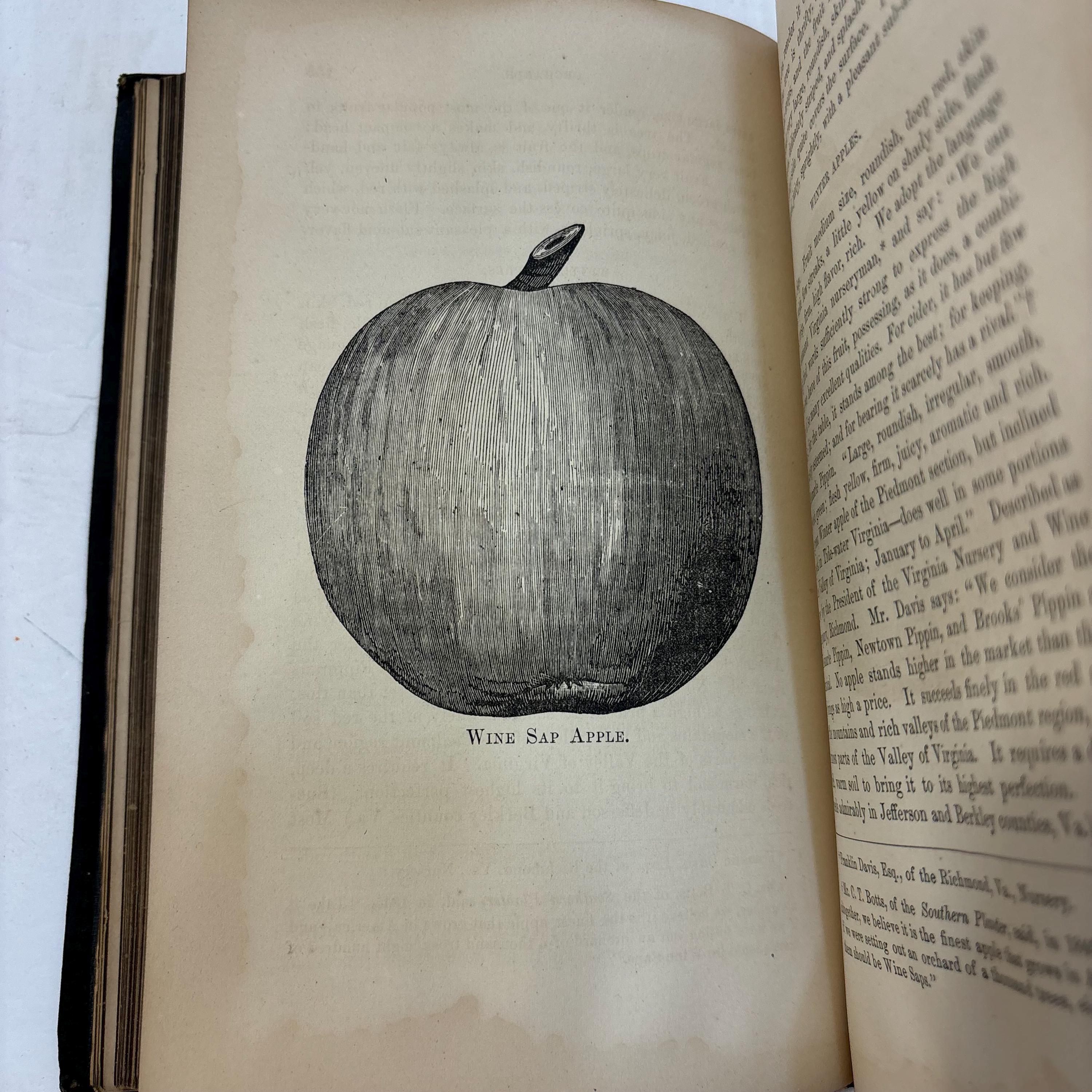 The Southern Apple and Peach Culturist, Adapted to The Soil and Climate of maryland, Virginia, the Carolinas, Georgia and Farther South, Including Portions of thee West and West Virginia, Containing Full and Practical Instructions in Successful Culture, Grafting, Budding, Training, Transplanting, Mulching, Pruning, Fruit-Gathering, &c., &c., Together With Descriptive Catalogues of The Most Esteemed Orchard Fruits, Suitable for the Table, the Kitchen, and For Market Purposes, With Illustrations. Also A Treatise on Insects and Their Extermination. — photograph 9.