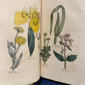 May include: A vintage botanical book page featuring hand-colored illustrations of various plants. The left side shows Yellow Flag and Flea Bane. The right side displays Sweet Flag, Fever Few, and Fig Wort, each labeled with its respective name in script.