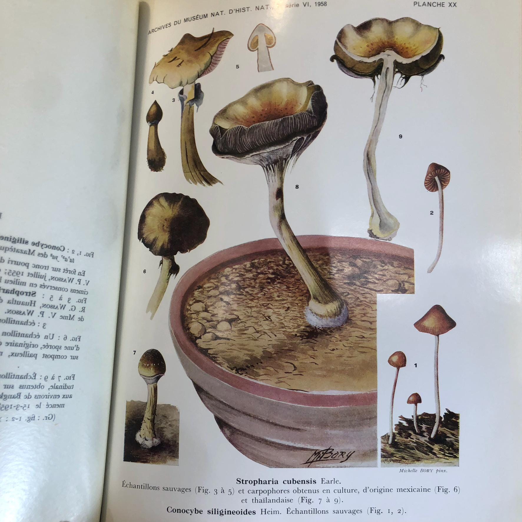 Les Champignons Hallucinogenes Du Mexique (Trans French: Hallucinogenic Mushrooms from Mexico) — photograph 10.