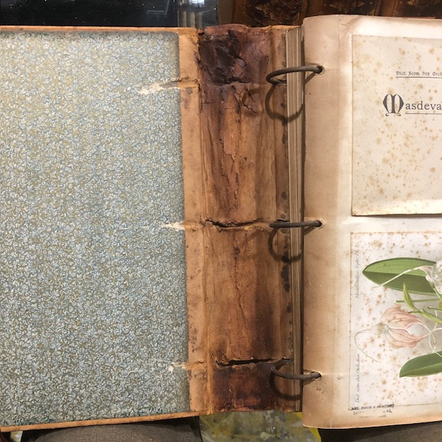 Dictionnaire Iconographique des Orchidées. Translated from French: Iconographic Dictionary of Orchids — photograph 5.