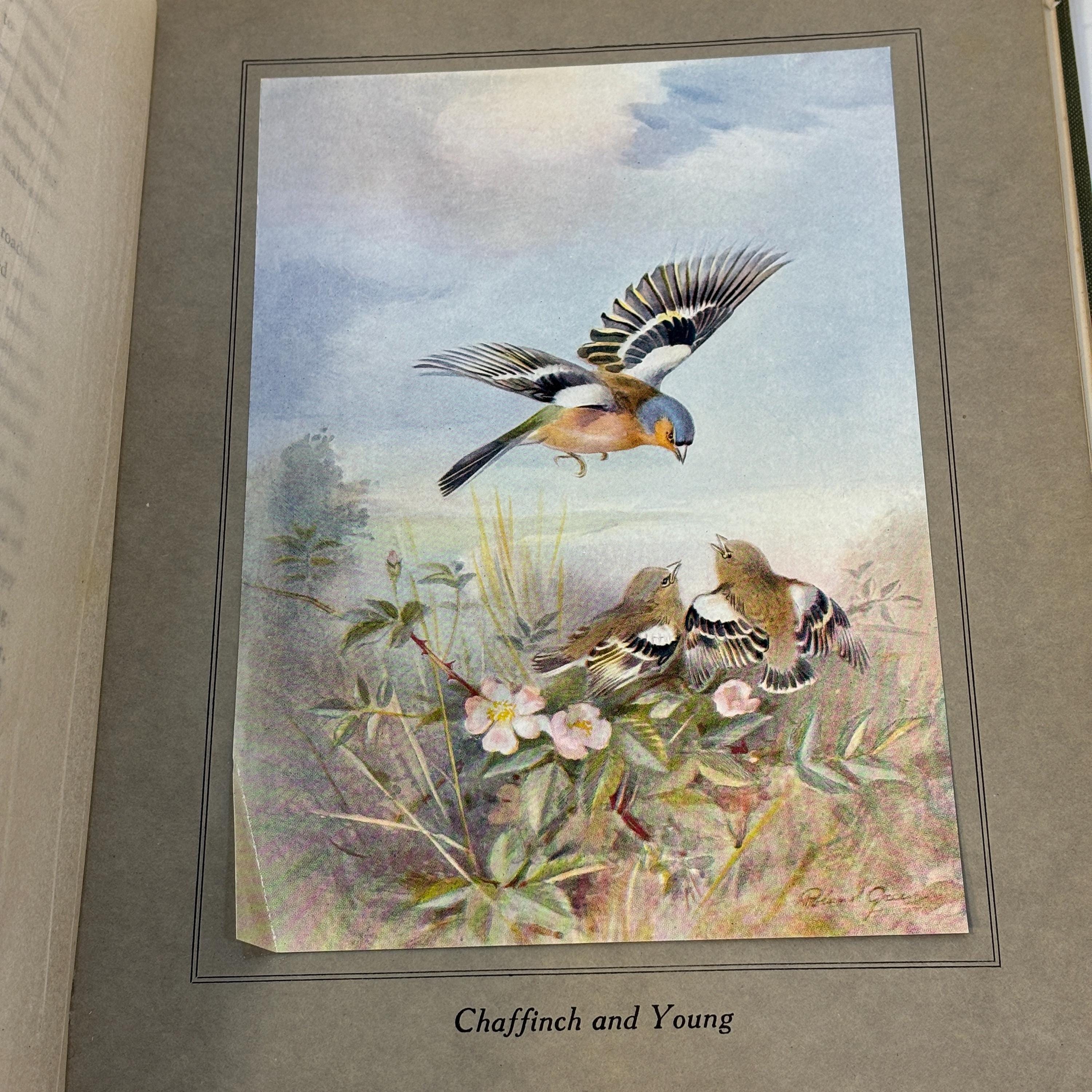 Birds In Flight. Illustrated by Roland Green — photograph 9.