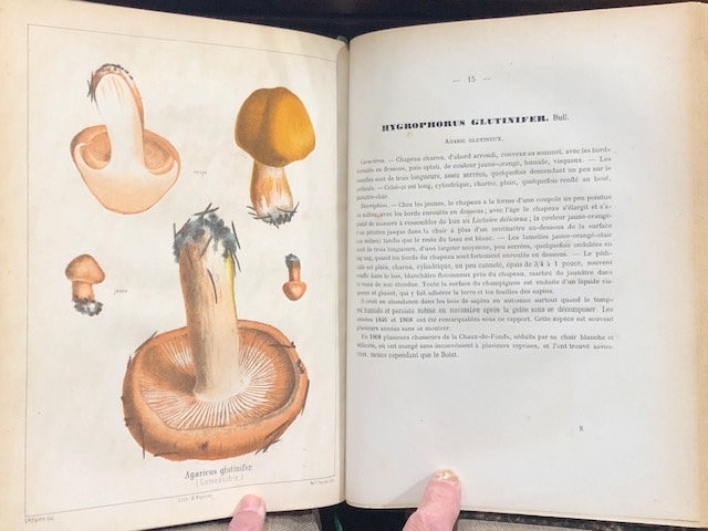 Les Champignons Comestibles et les Espèces Vénéuses avec lesquelles ils pourraient ètre confondus. TRANSLATION: Edible Mushrooms and Poisonous Species with which they could be confused. — photograph 9.