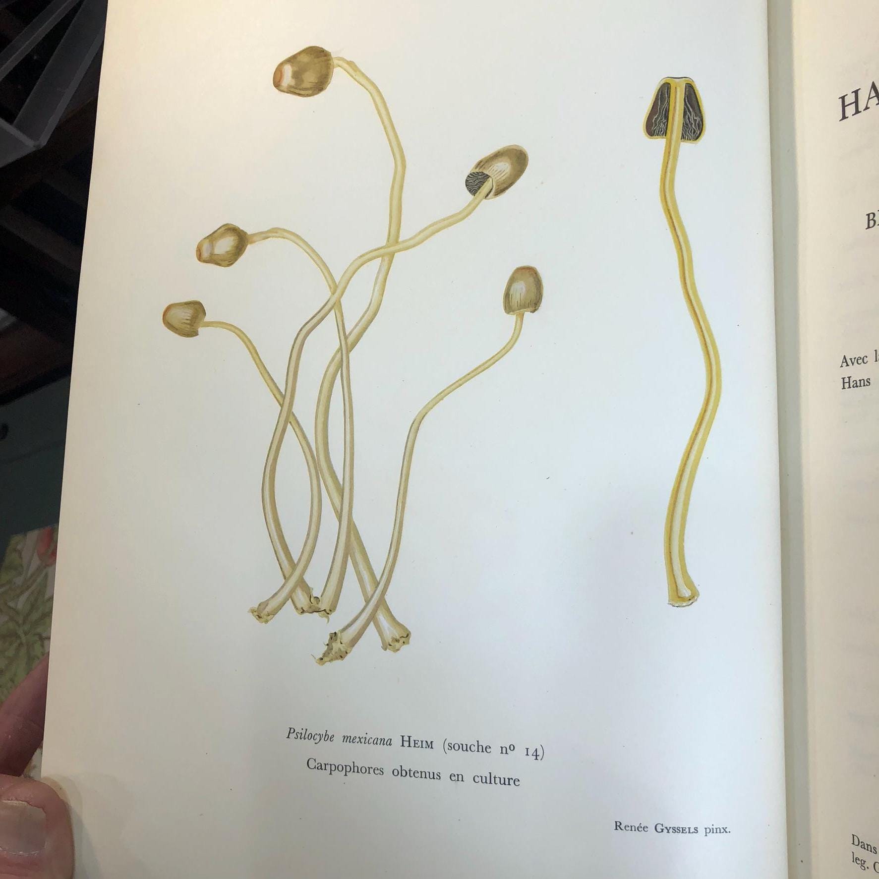 Les Champignons Hallucinogenes Du Mexique (Trans French: Hallucinogenic Mushrooms from Mexico) — photograph 3.