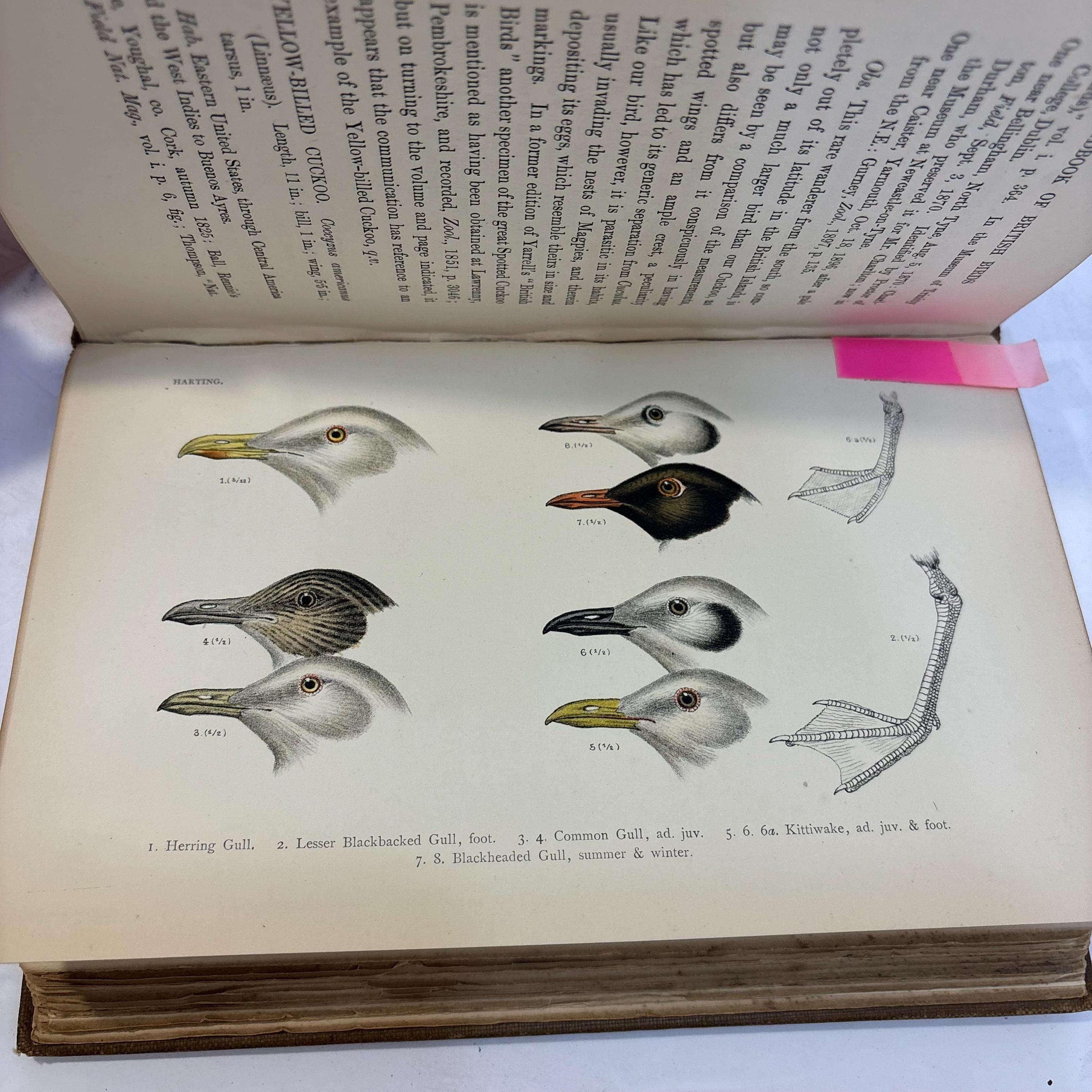 A Handbook of British Birds. Showing The Distribution of the Resident and Migratory Species in the British Islands with an Index to the Records of the Rarer Visitants. — photograph 6.