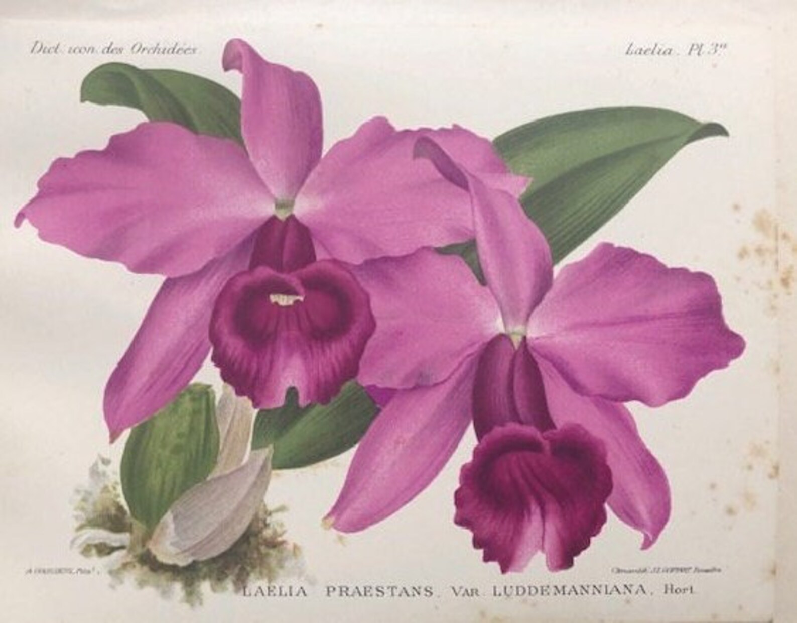 1897. Rare Orchids. French Language. Iconographic Dictionary of Orchids ...