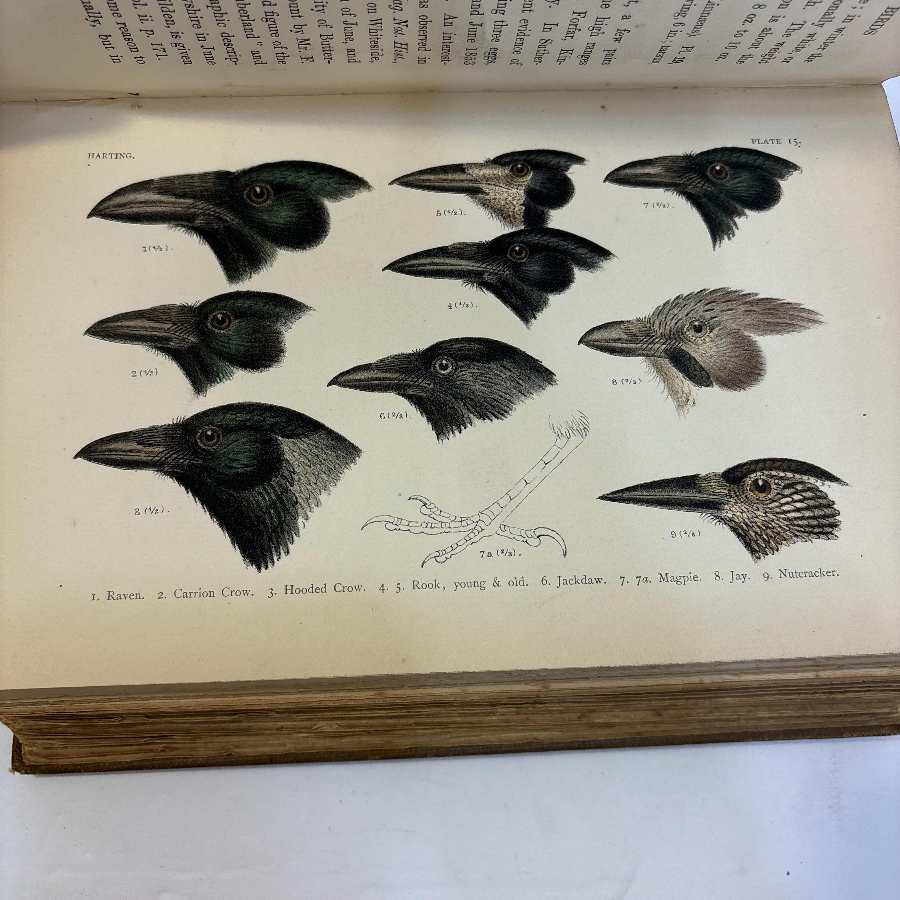 A Handbook of British Birds. Showing The Distribution of the Resident and Migratory Species in the British Islands with an Index to the Records of the Rarer Visitants. — photograph 10.