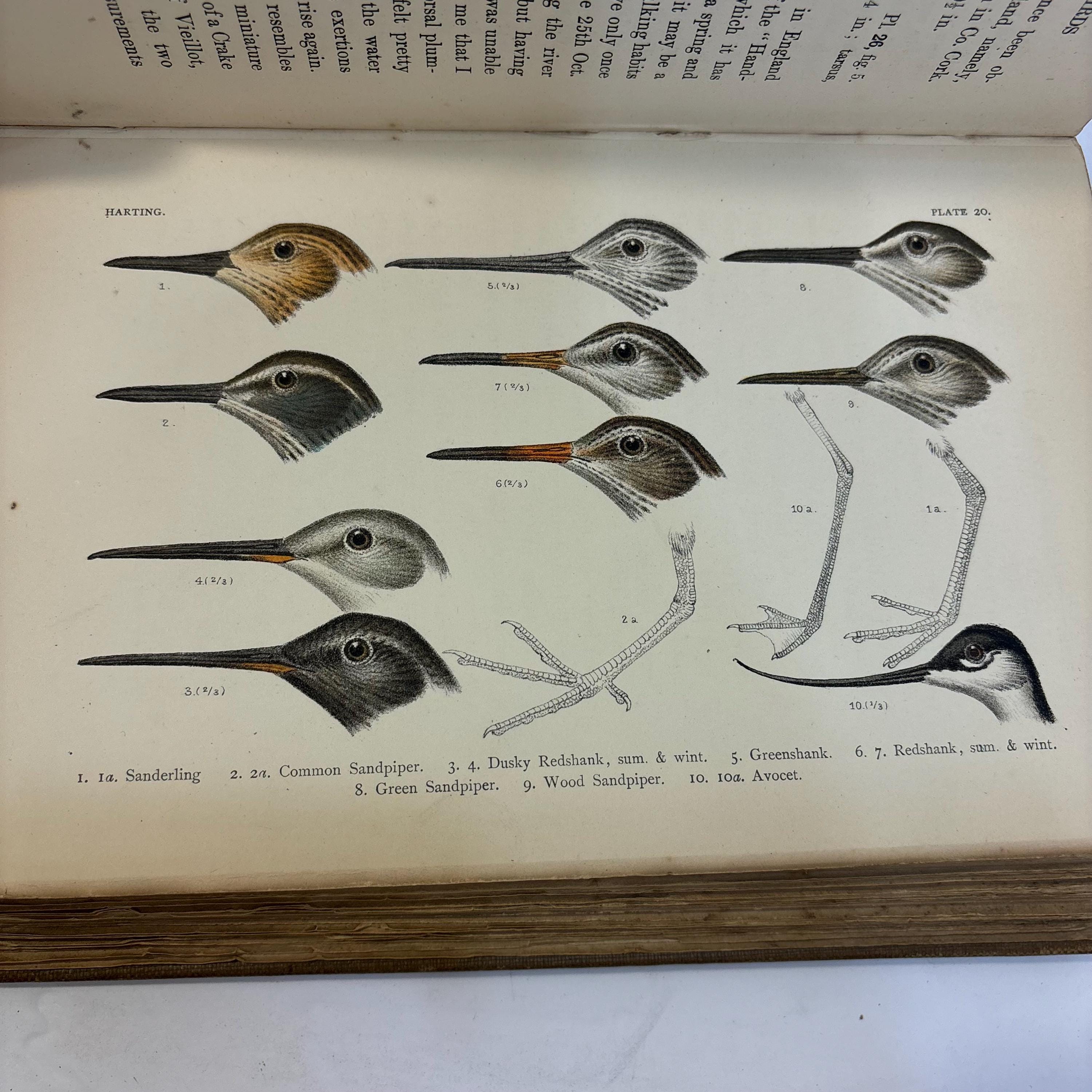 A Handbook of British Birds. Showing The Distribution of the Resident and Migratory Species in the British Islands with an Index to the Records of the Rarer Visitants. — photograph 8.