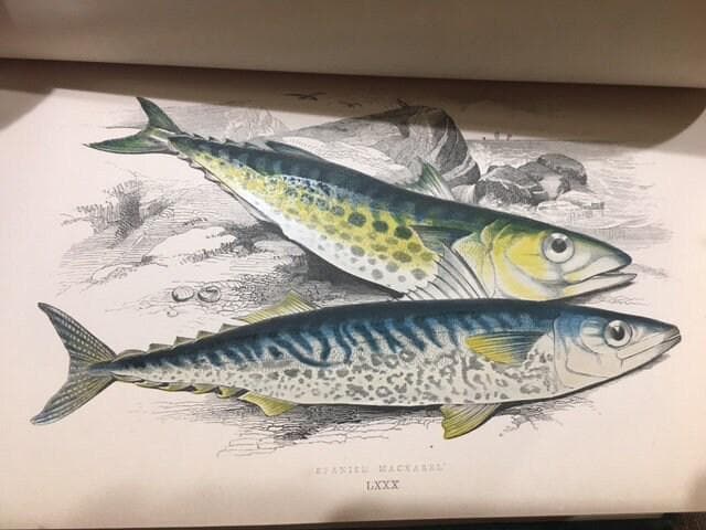 A History of The Fishes of The British Islands (4 vol) — photograph 10.
