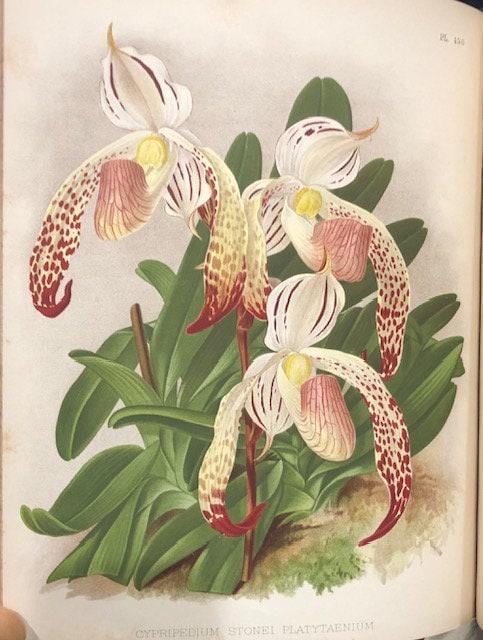 The Orchid Album, Comprising Coloured Figures and Descriptions of New, Rare, and Beautiful Orchidaceous Plants — photograph 5.