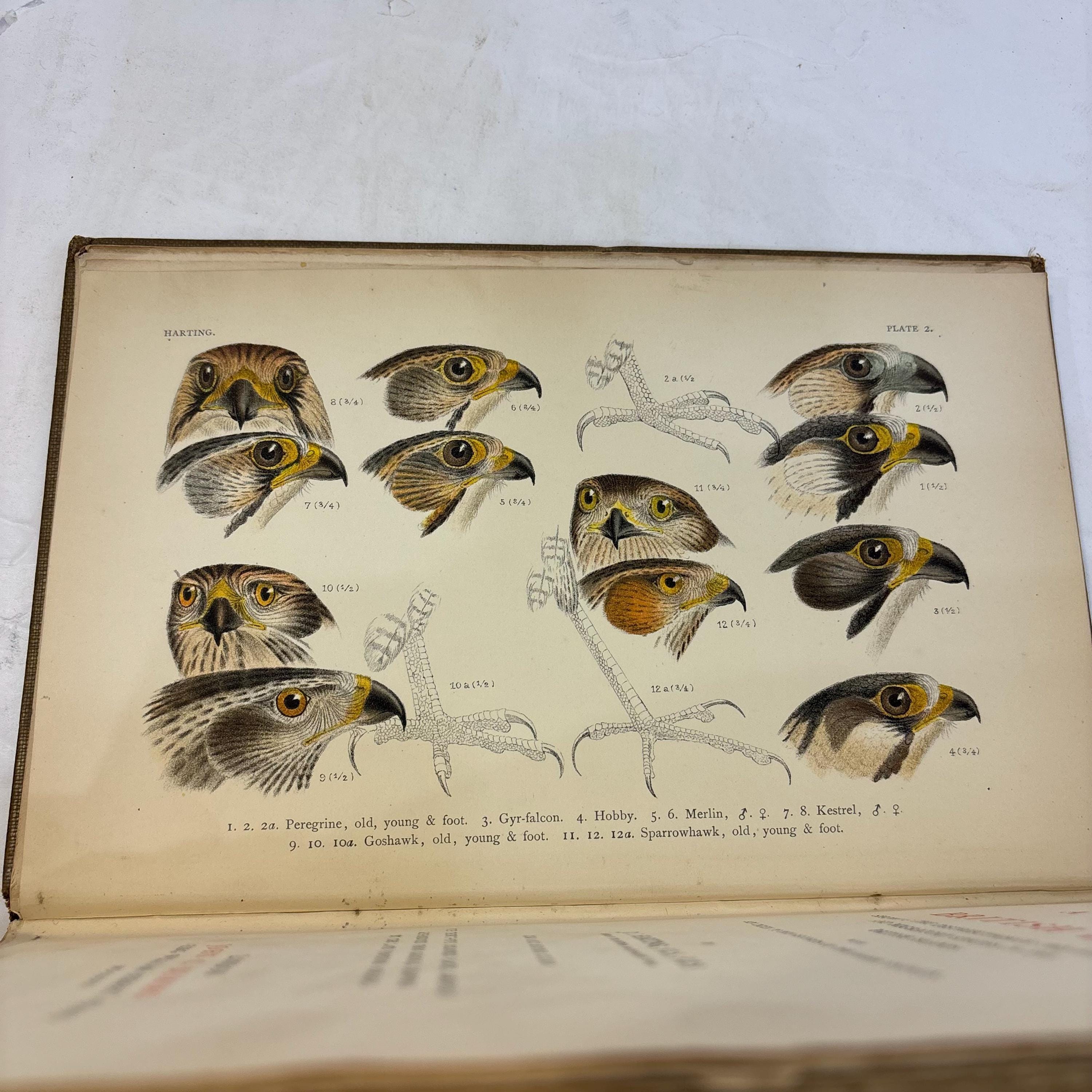 A Handbook of British Birds. Showing The Distribution of the Resident and Migratory Species in the British Islands with an Index to the Records of the Rarer Visitants. — photograph 4.