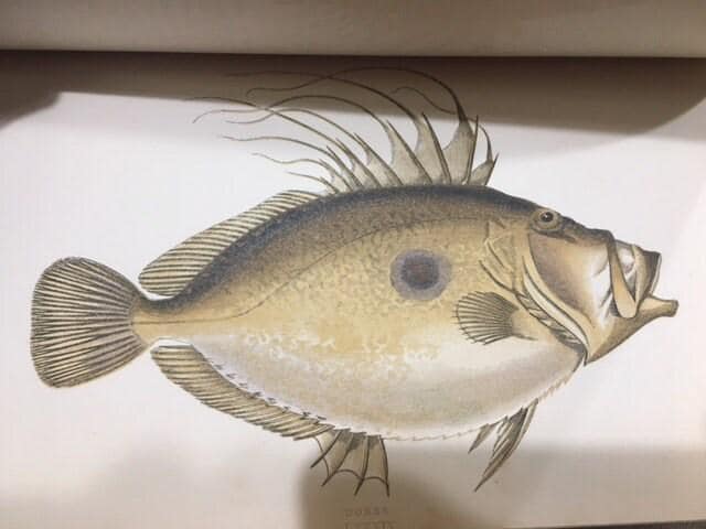 A History of The Fishes of The British Islands (4 vol) — photograph 9.
