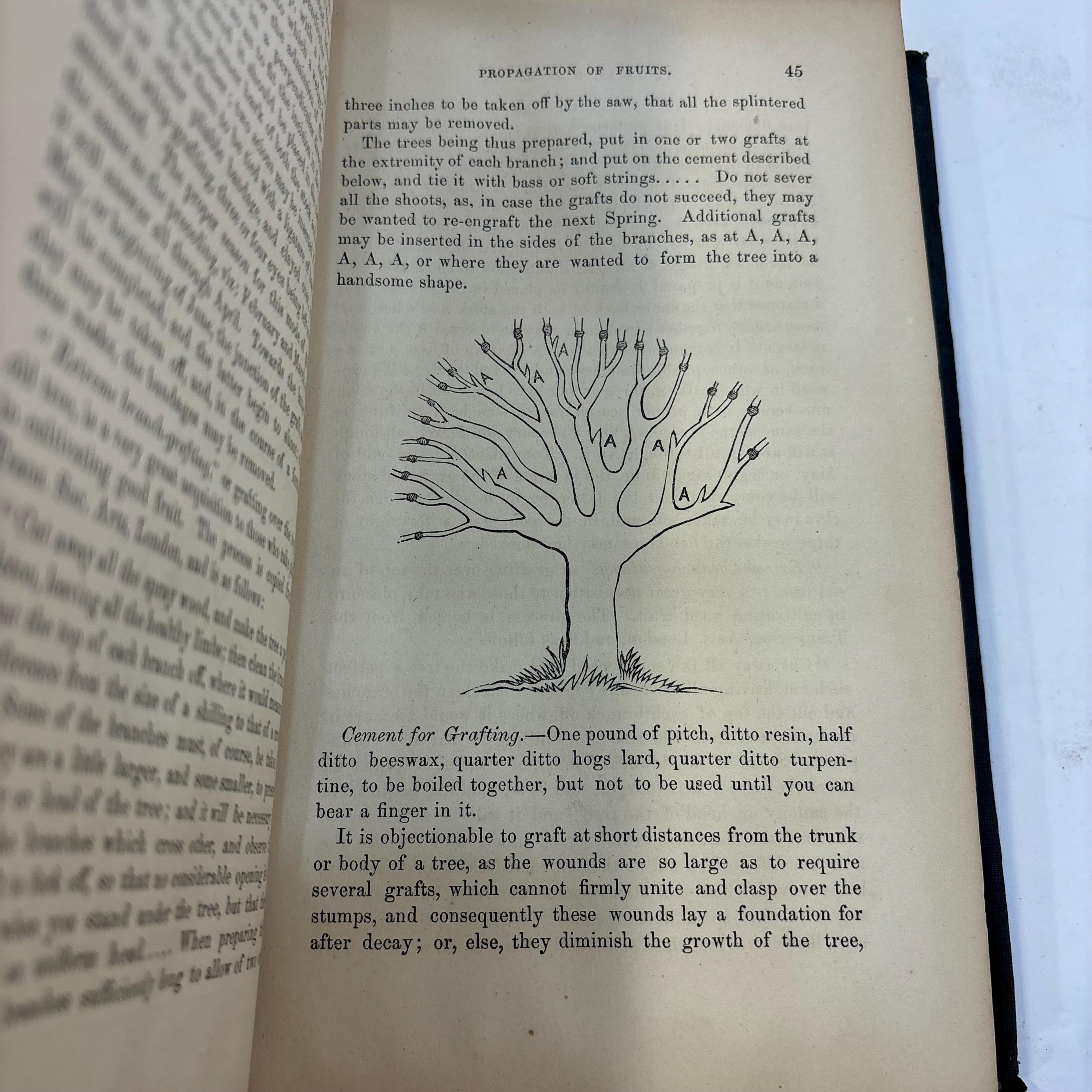 The Southern Apple and Peach Culturist, Adapted to The Soil and Climate of maryland, Virginia, the Carolinas, Georgia and Farther South, Including Portions of thee West and West Virginia, Containing Full and Practical Instructions in Successful Culture, Grafting, Budding, Training, Transplanting, Mulching, Pruning, Fruit-Gathering, &c., &c., Together With Descriptive Catalogues of The Most Esteemed Orchard Fruits, Suitable for the Table, the Kitchen, and For Market Purposes, With Illustrations. Also A Treatise on Insects and Their Extermination. — photograph 7.